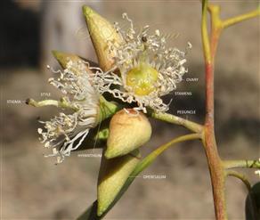  Inflorescence (Umbellaster) with 2 opened flowers
